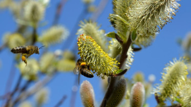 Bienen sammeln Pollen an einer Bienenweide